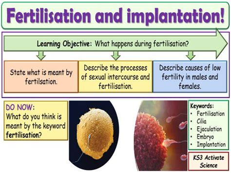 Fertilisation And Implantation Ks3 Activate Science Teaching Resources