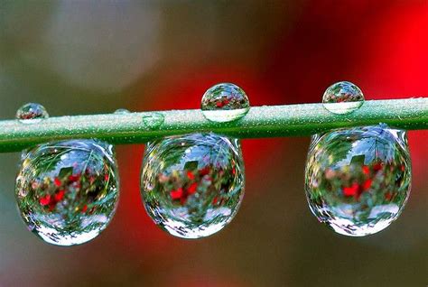 Dew Drop Refraction Beautiful Macro Photography Water Drop