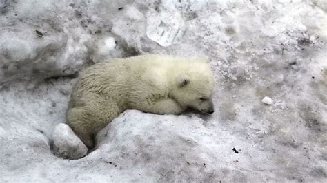 Sad Little Polar Bear Cub Stock Footage Videohive