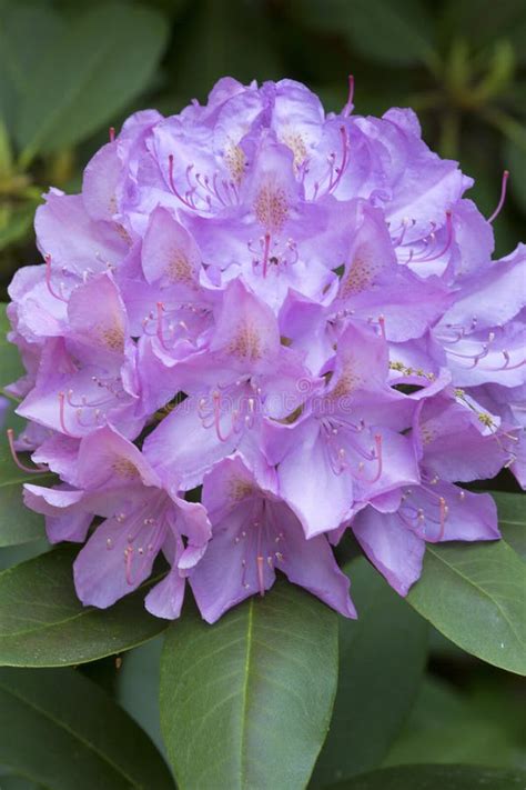 Lavender Rhododendron Flowers Blooming In Spring In South Windsor