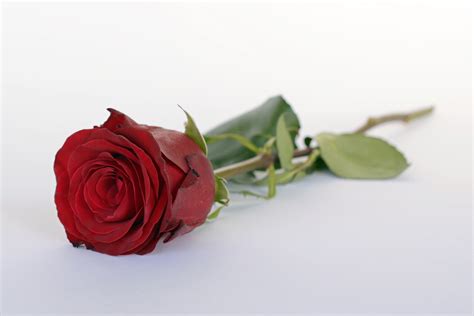 Free Images Rose Flower Romance Romantic Love Blossom Bloom
