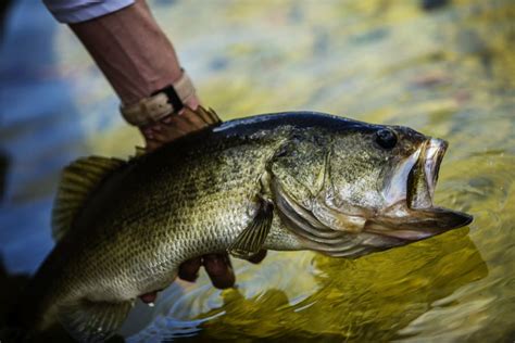 Best Time Of Day To Catch Bass Every Season Freshwater Fishing Advice