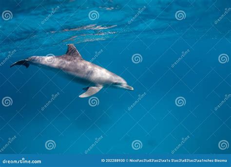 Indo Pacific Bottlenose Dolphin Tursiops Aduncus In The Blue Stock