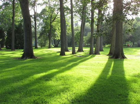 Free Images Tree Nature Forest Grass Lawn Meadow Sunlight