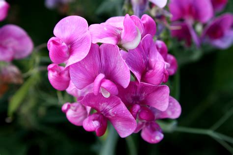 Pink Sweet Pea Flowers Lathyrus Odoratus Picture Free Photograph Photos Public Domain