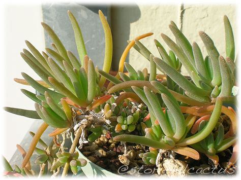 Le 5 piante che resistono meglio. Storie del cactus: Piante grasse resistenti al freddo