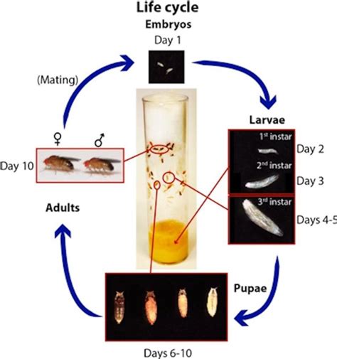 The Life Cycle Of Drosophila Melanogaster Drosophila Is A