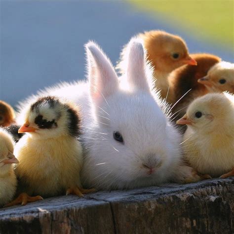 Cute Little Bunny And Chickens Cute Animals Baby Animals Animals
