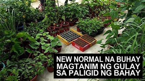 New Normal Magtanim Ng Gulay Sa Paligid Ng Bahay Youtube