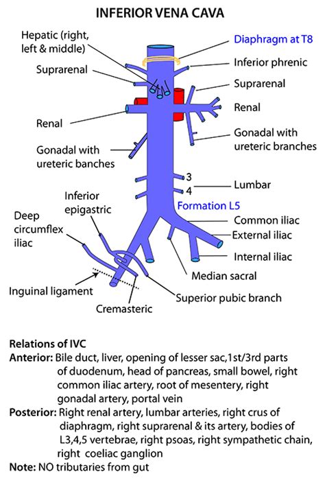 Instant Anatomy Abdomen Vessels Veins Inferior Vena Cava