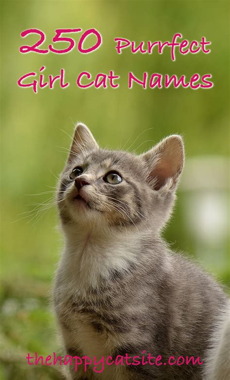 Also, remember, whatever name you decide, choose something you feel comfortable sharing with your. Girl Cat Names - 250 Female Cat Names You Will Love by The ...