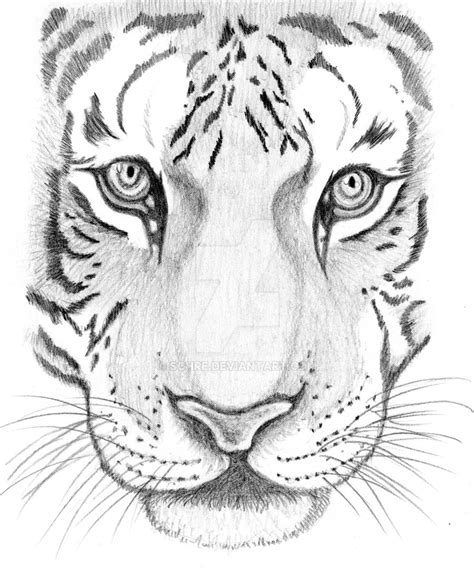 Tiger Sketch By Schre On Deviantart
