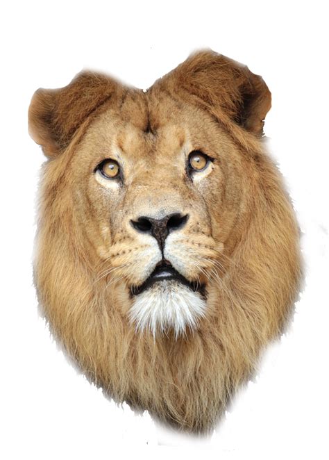 Lion Ears Png Png Image Collection