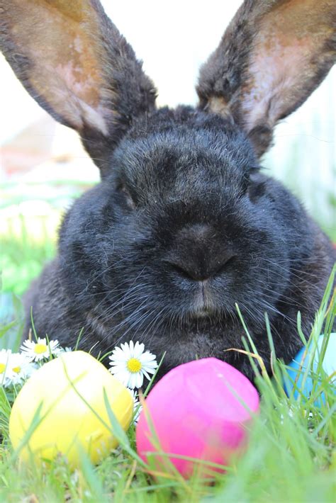 Easter Bunny & Friends Visit Wildlife Images | Wildlife Images ...