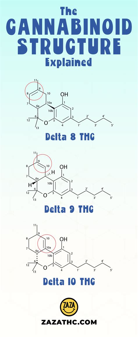 Cannabinoids And Their Effects Explained Zaza Thc