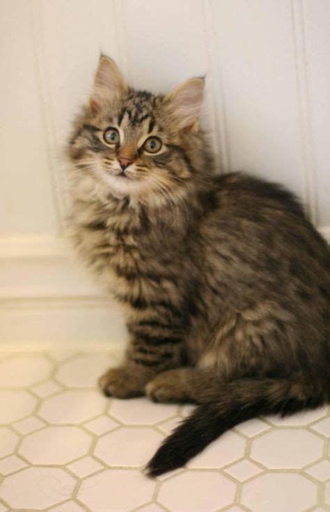 Leia Is An Adoptable Domestic Long Hair Brown Tabby Brown Cat In