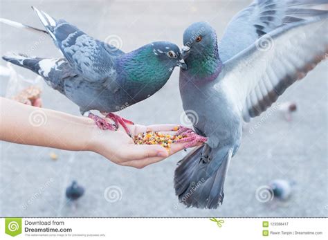 Pigeon Eating From Woman Hand On The Parkfeeding Pigeons In The Park