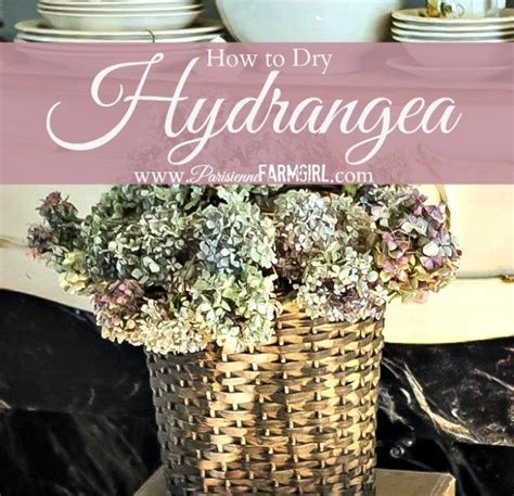 It has many different cultivars and two groups: How to Dry Hydrangea | Dried hydrangeas, Hydrangea, Patina ...
