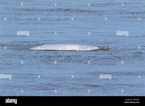 Beluga Whale Swimming In River Thames London England Stock Photo Alamy