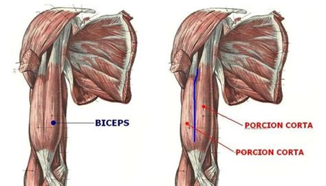 La Guía De Bíceps Anatomía Consejos Y Ejercicios