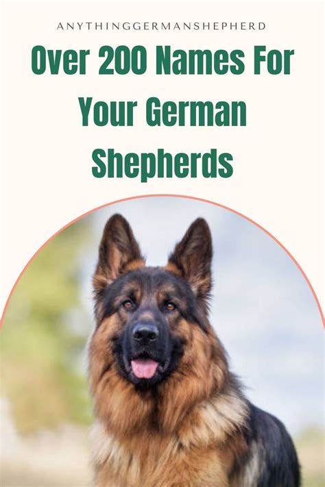 German Shepherd Names Over 200 Awesome Names For Your Gsd In 2022