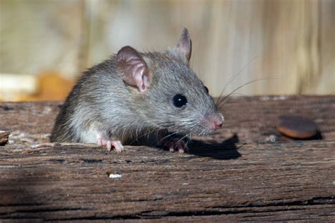 Adakah Kebun Anda Diserang Tikus