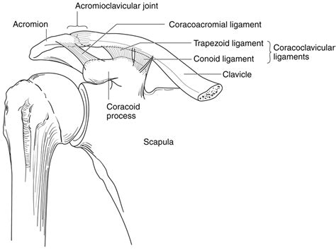 Anatomy Of Clavicle