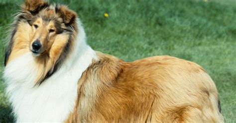 Lassie Dogs At Risk Of Disappearing In Uk As Numbers Plunge To 80 Year