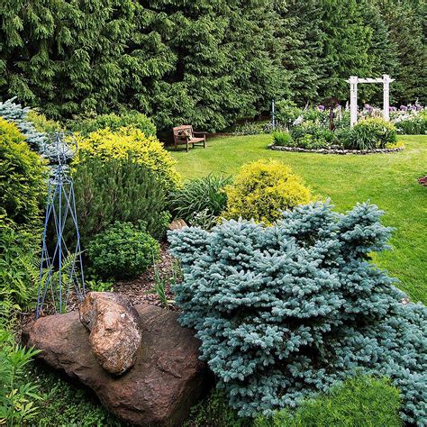 Fast Growing Evergreen Trees To Quickly Transform Your Landscape