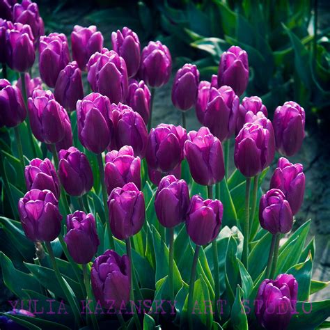 Tulip Photography Purple Flowers Fine Art Photography Print