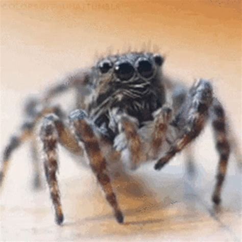Spider Insects Gif Spider Insects Discover And Share Gifs