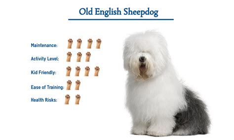 Old English Sheepdog Dog Breed Everything You Need To Know At A Glance