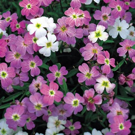 Stock Virginia Mix Malcolmia Maritima Seed Buy Australian Seed