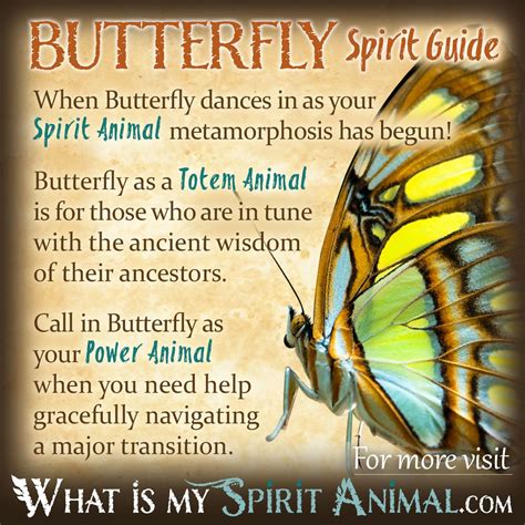 Butterfly As A Spirit Animal Asummaryqd