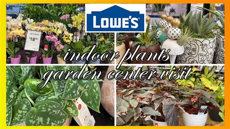 Lowes Garden Center Visittour Houseplants Indoor Plants February