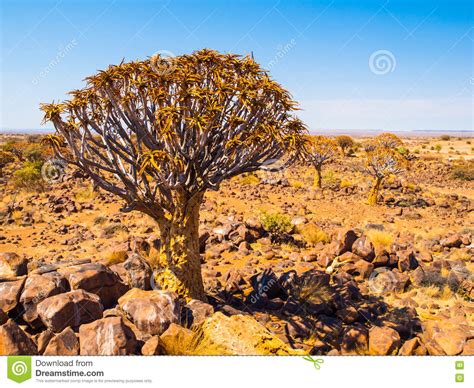 Quiver Tree Forest In Namibia Stock Photo Image Of Outdoor Scenery 78340136