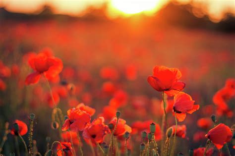 Beautiful Sunset Over Poppy Field Photograph By Levente Bodo