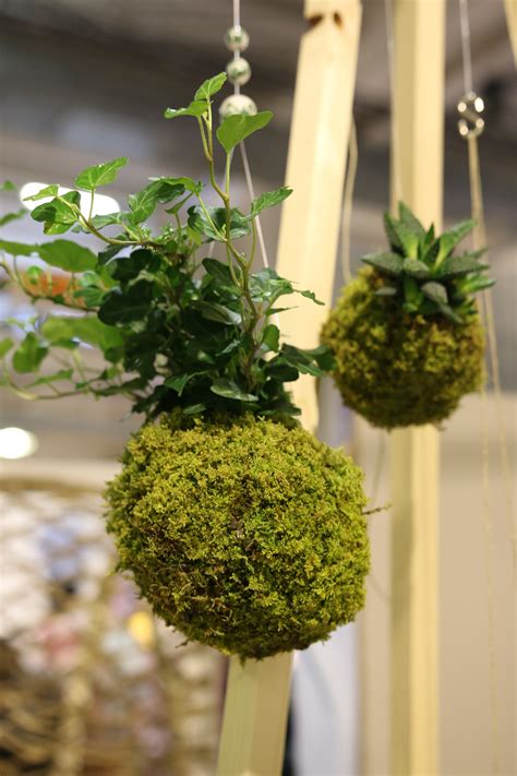 Tout Savoir Sur Lart Du Kokedama M6 Decofr