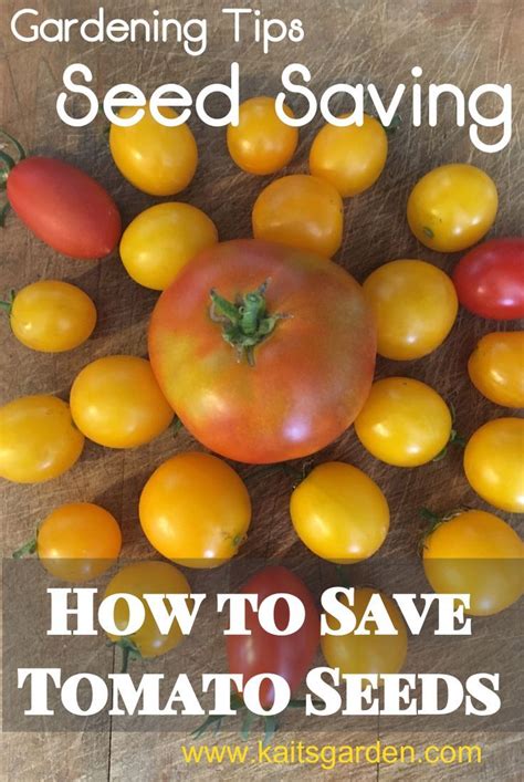 Seed Saving How To Save Tomato Seeds Tomato Seeds Organic