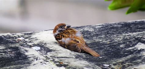 May 02, 2018 · during hot summer months, dehydration is also common, mcmahon says. How to Tell If a Baby Bird is Dying in 3 Steps - The ...