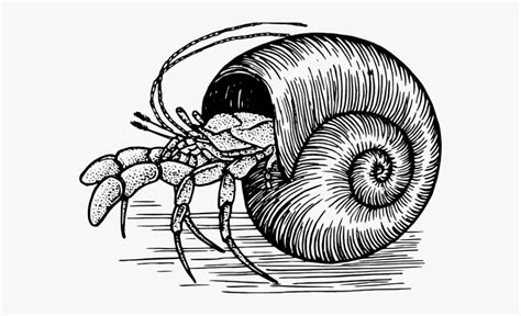 Hermit crab, sphyrna, krill, crab, angelfish, pufferfish, blobfish, blowfish, barnacle, lobster drawing by ovocheva 1 / 35 hermit on road stock illustrations by tadija 2 / 330 sea life animal characters coloring book drawing by izakowski 1 / 33 cartoon sea animals set with white background drawing by kchungtw 2 / 456 sea life animals set. Hermit Crab Clipart - Hermit Crab Shell Drawing ...