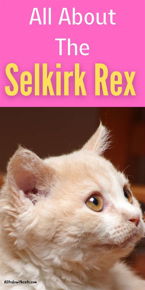 Discover All About The Selkirk Rex And If This Is The Right Breed For