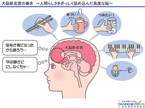 教材Ⅰ 脳と心の発達メカニズム ～五感の刺激の大切さ～ 生涯学習関連情報 東京都生涯学習情報