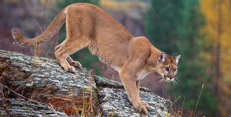 Mountain Lions Rocky Mountain National Park Us National Park Service