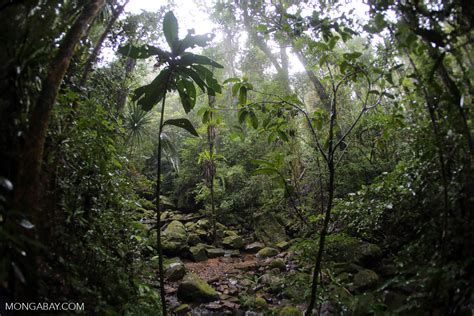 Rainforest Creek In Masoala National Park Madagascarmasoala0561