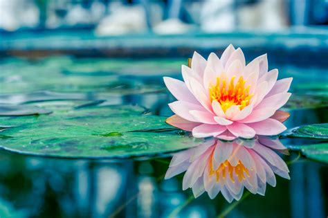 25573706 Beautiful Pink Lotus Water Plant With