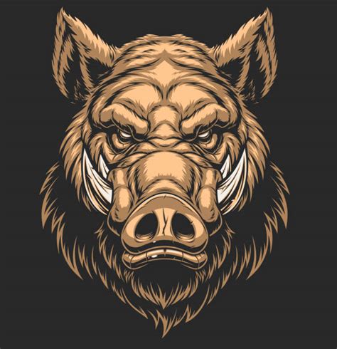 Wild Boars Pic Illustrations Royalty Free Vector Graphics And Clip Art