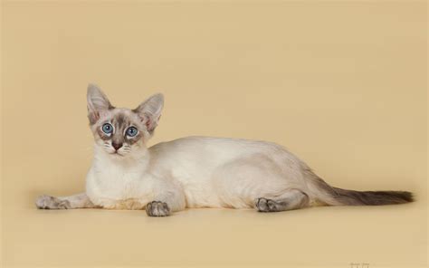 Wallpaper Of Balinese Cat Wallpapers Desicomments Com Riset