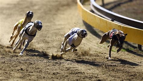 Arizona Ends Dog Races And Hundreds Of Greyhounds Are Up For Adoption