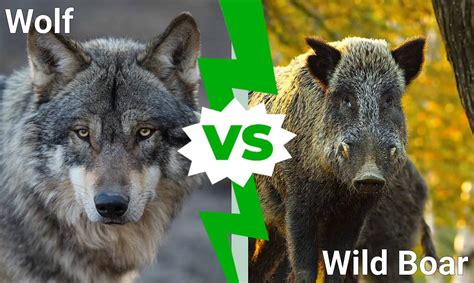 Wolf Vs Wild Boar Which Animal Would Win A Fight Az Animals